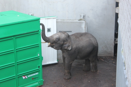 From construction site to theme park - Wildlands Adventure Zoo Emmen